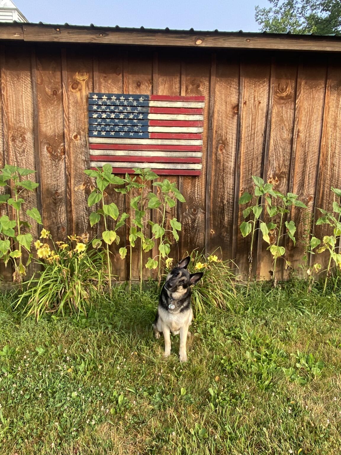 Shenandoah Valley Pet Friendly Lodging at Fox Hill B&B